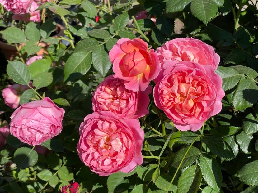  - 001 Trandafiri 2024