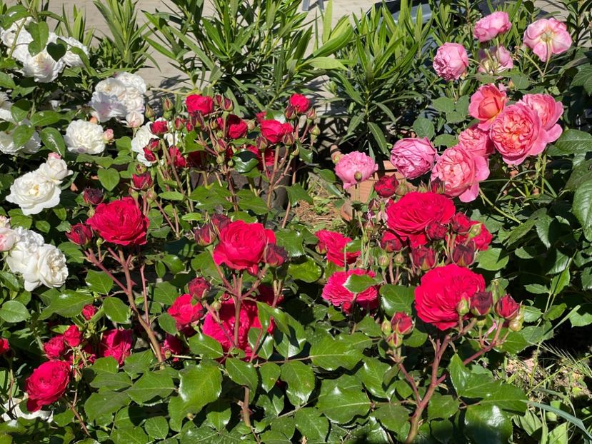  - 001 Trandafiri 2024