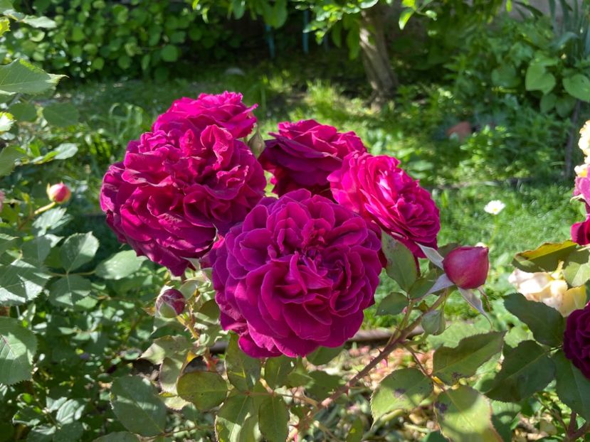  - 001 Trandafiri 2024