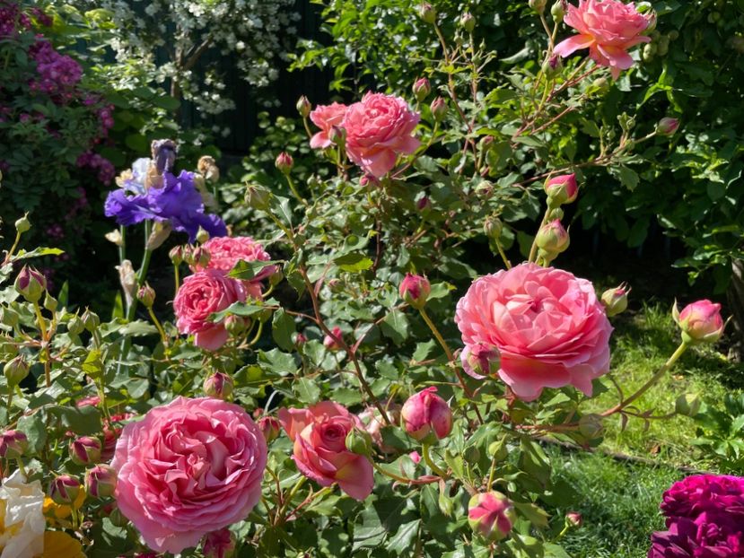  - 001 Trandafiri 2024