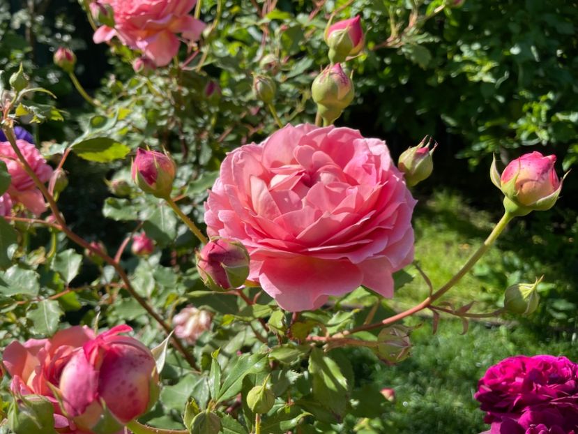  - 001 Trandafiri 2024