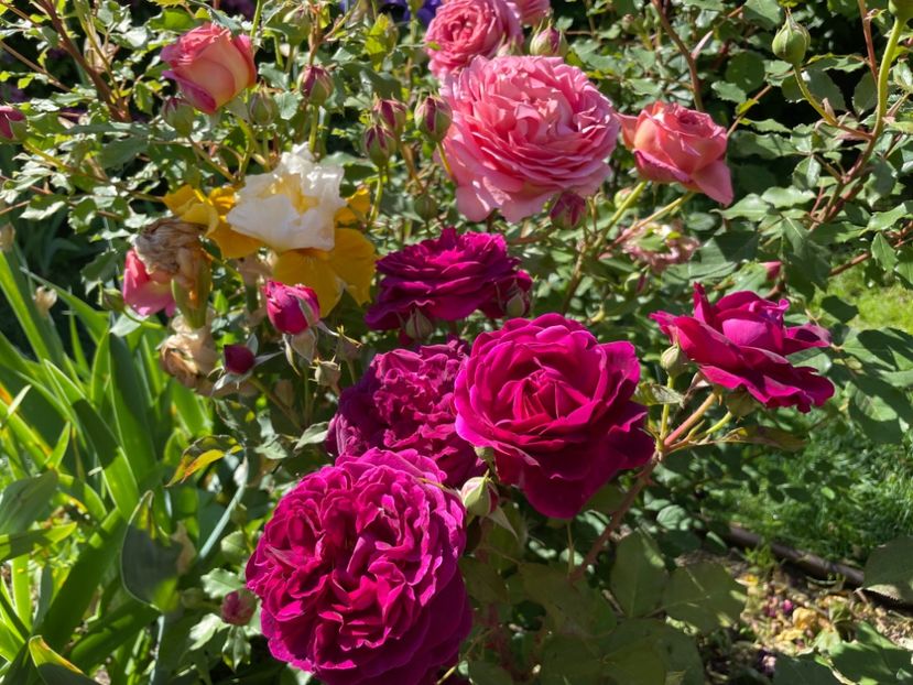  - 001 Trandafiri 2024