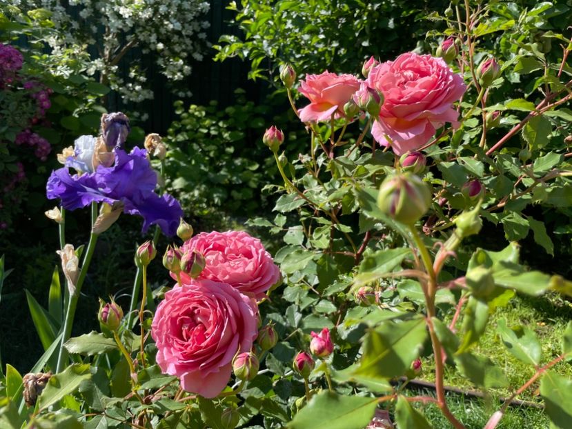  - 001 Trandafiri 2024