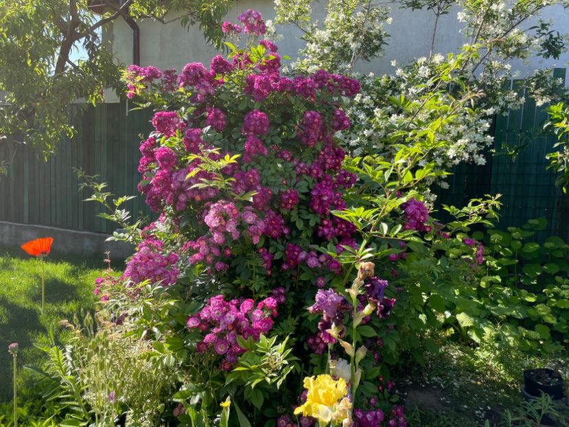  - 001 Trandafiri 2024