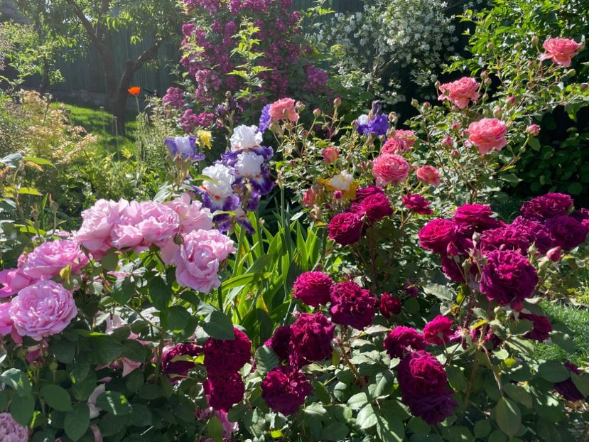  - 001 Trandafiri 2024