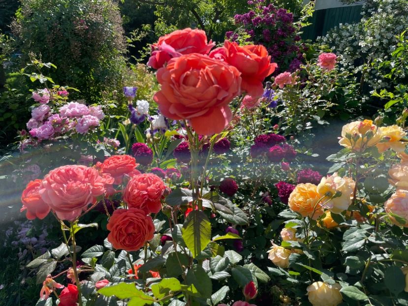  - 001 Trandafiri 2024