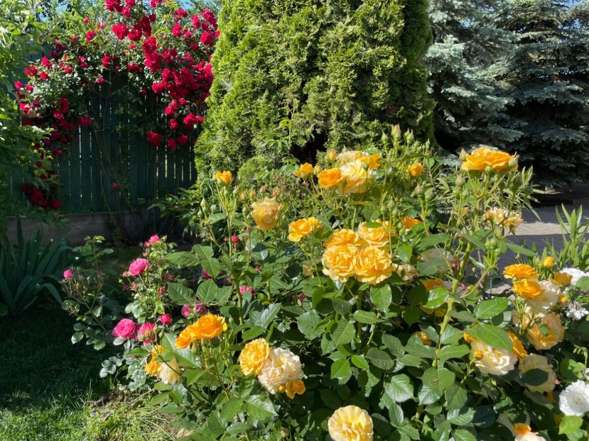  - 001 Trandafiri 2024