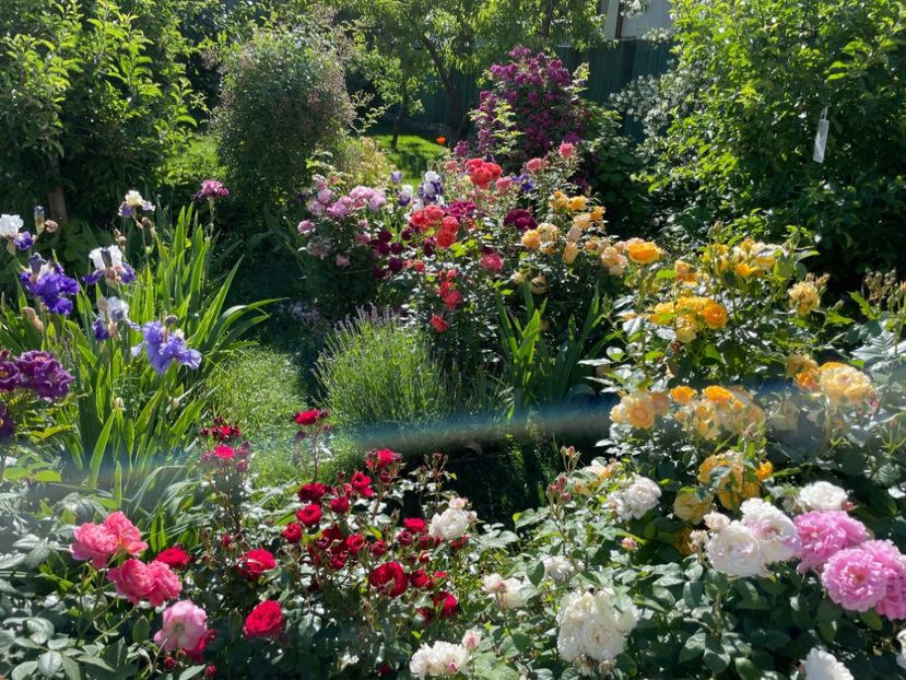  - 001 Trandafiri 2024