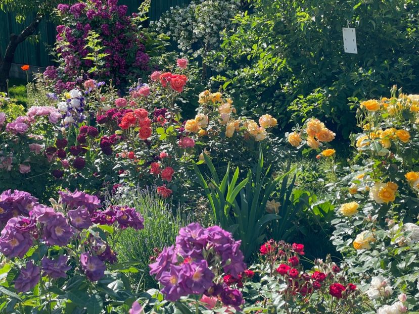  - 001 Trandafiri 2024