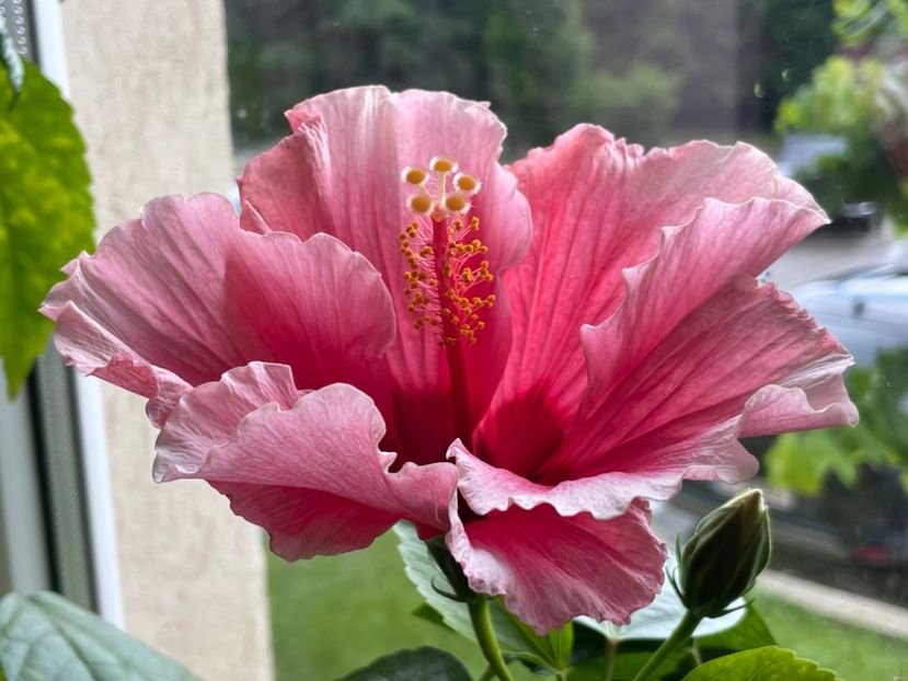  - 001 - Hibiscusi 2024 - 1