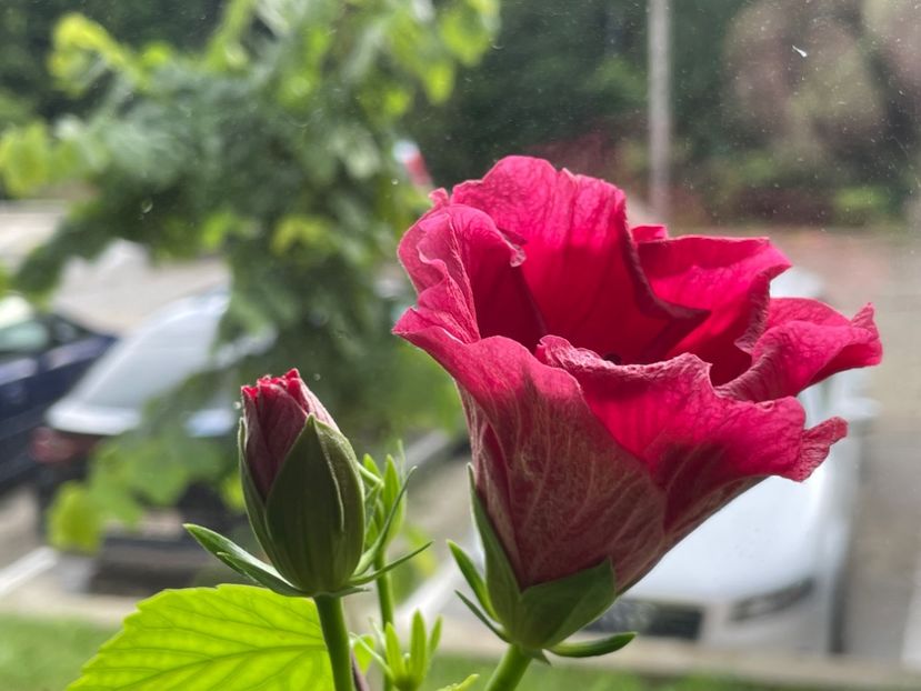  - 001 - Hibiscusi 2024 - 1