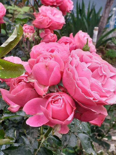  - Pink Leonardo 2021 - 2022 - 2023