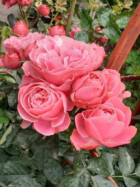  - Pink Leonardo 2021 - 2022 - 2023