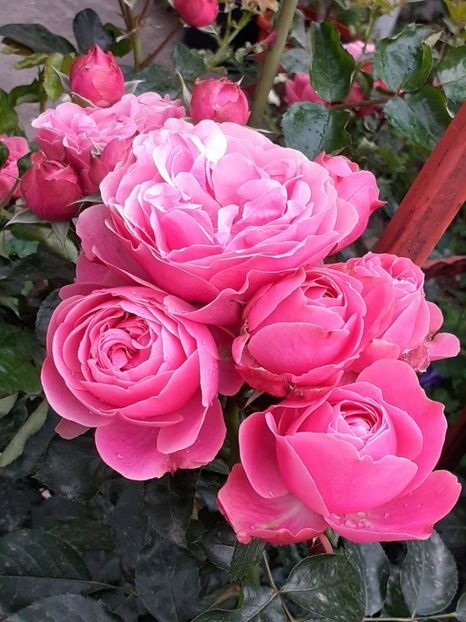  - Pink Leonardo 2021 - 2022 - 2023