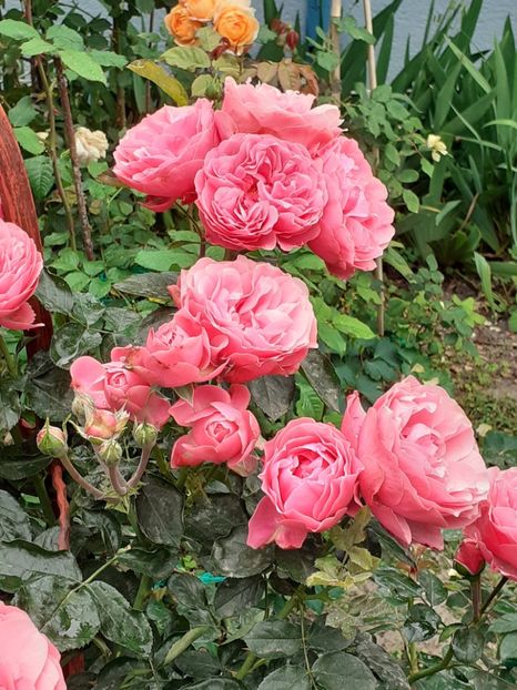  - Pink Leonardo 2021 - 2022 - 2023