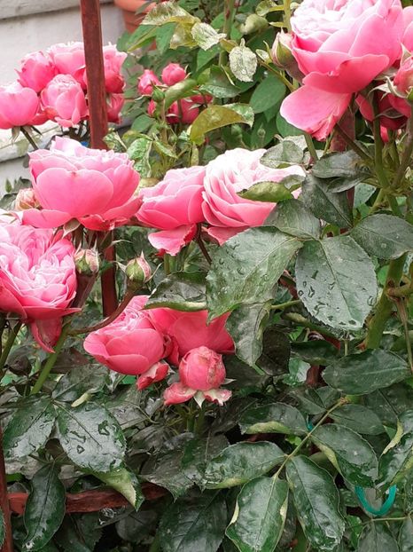  - Pink Leonardo 2021 - 2022 - 2023