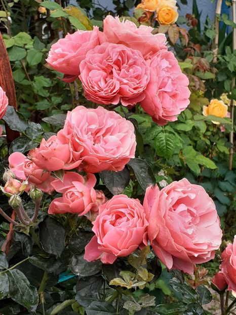  - Pink Leonardo 2021 - 2022 - 2023