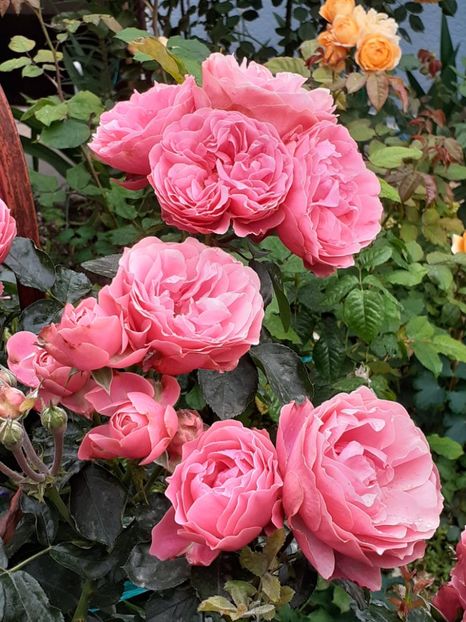  - Pink Leonardo 2021 - 2022 - 2023