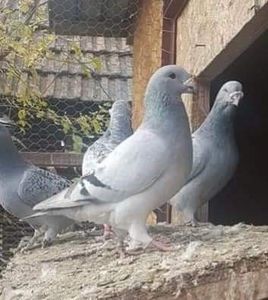 Poza personala - Voiajor standard ce era o data