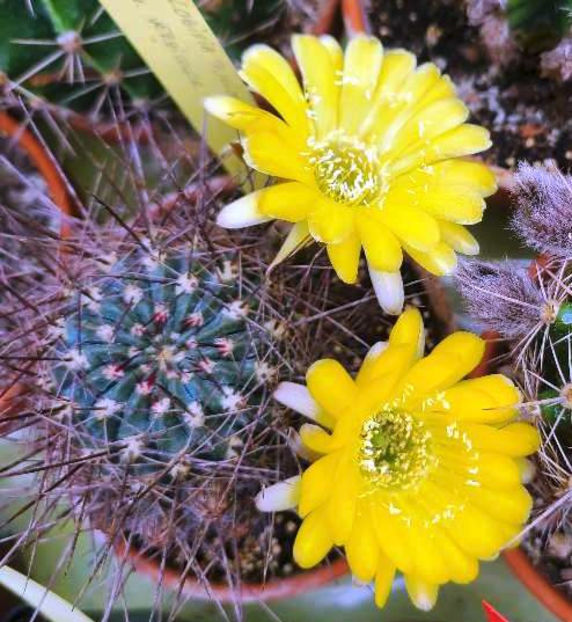 Lobivia pugionacantha v versicolor - Lobivia pugionacantha v versicolor