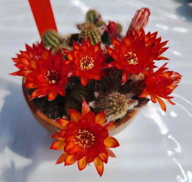 Chamaecereus hb Lincoln Firecracker - Chamaecereus hb Lincoln Firecracker