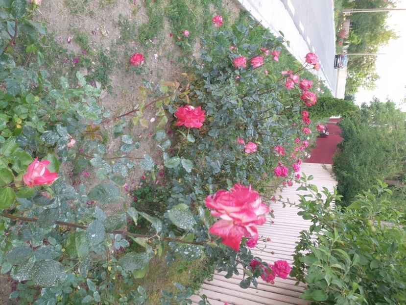  - Gradina tara 2024