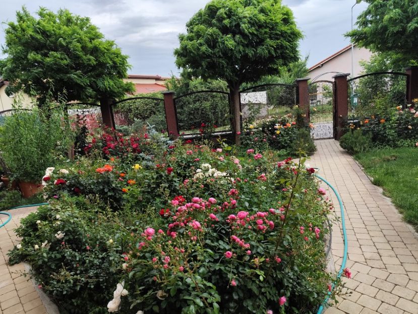  - Cum a evoluat gradina mea