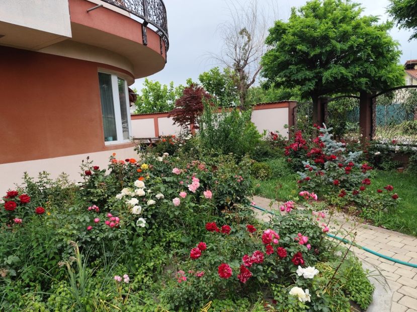  - Cum a evoluat gradina mea