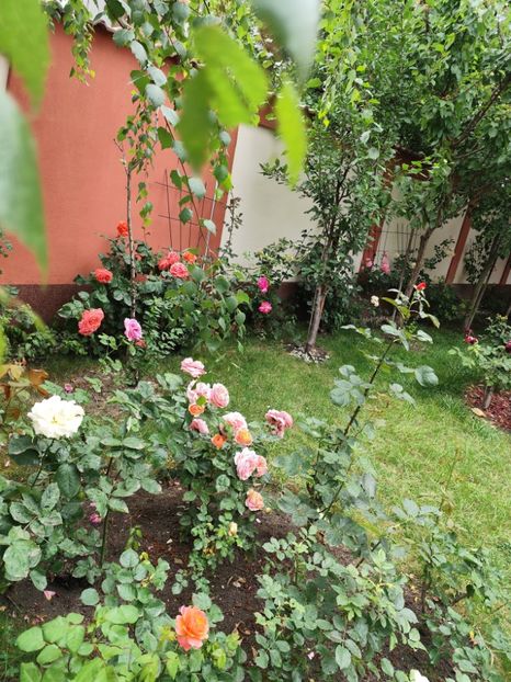  - Cum a evoluat gradina mea