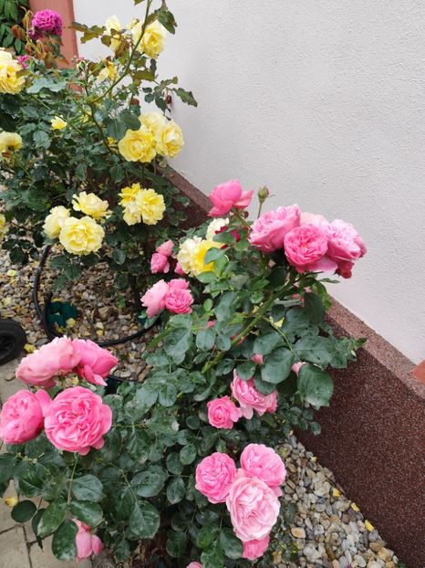  - Cum a evoluat gradina mea