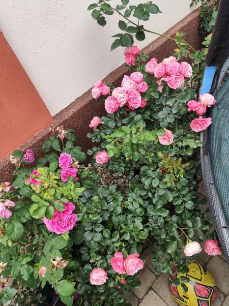  - Cum a evoluat gradina mea