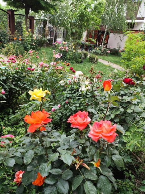  - Cum a evoluat gradina mea