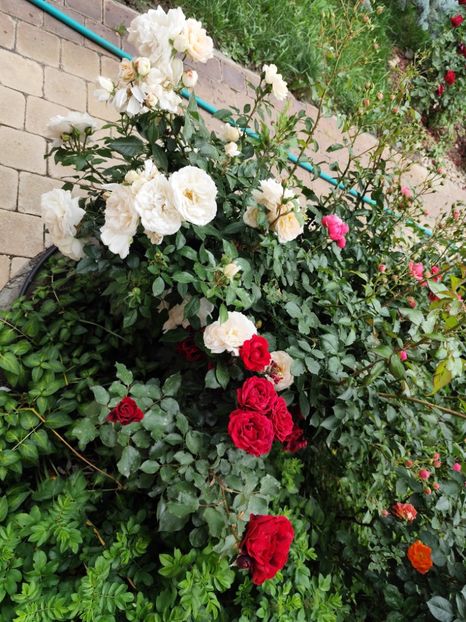  - Cum a evoluat gradina mea