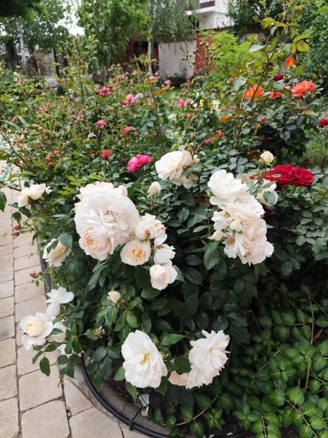  - Cum a evoluat gradina mea