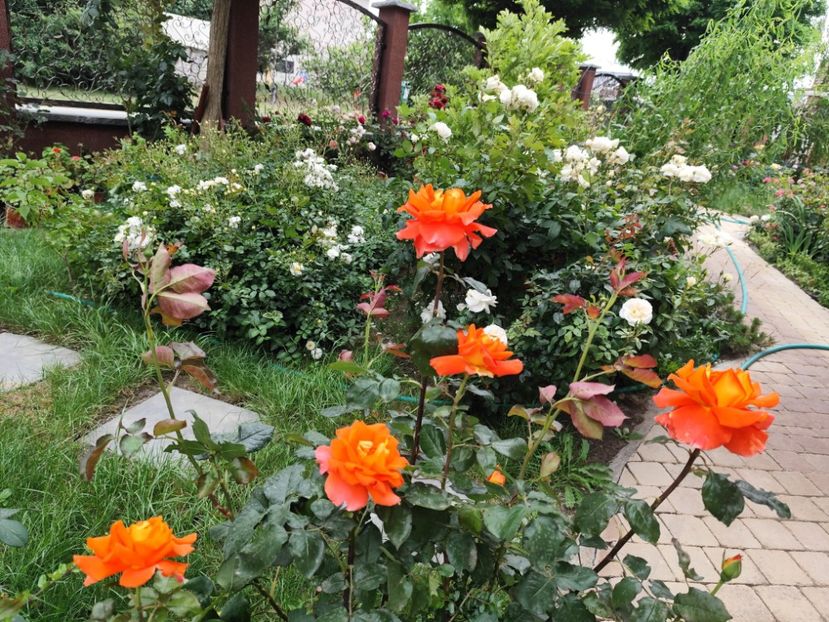  - Cum a evoluat gradina mea