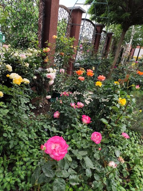  - Cum a evoluat gradina mea