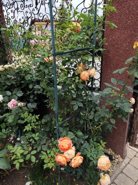  - Cum a evoluat gradina mea