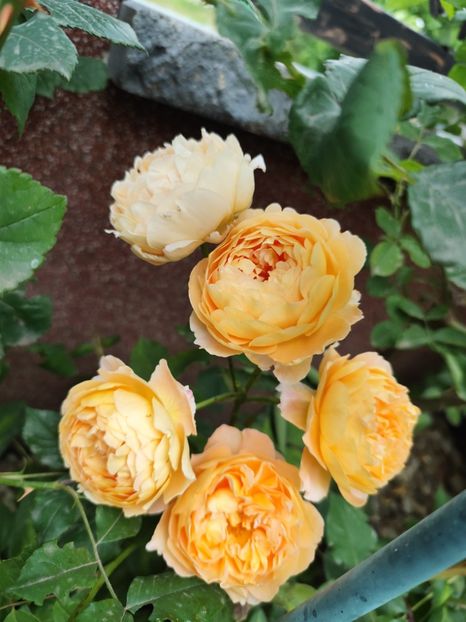  - Cum a evoluat gradina mea