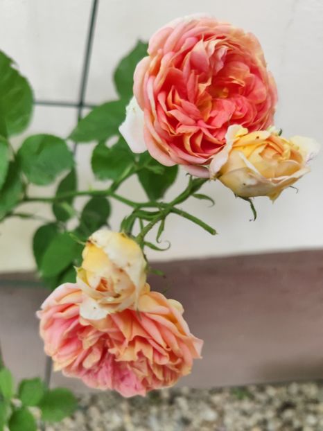  - Cum a evoluat gradina mea