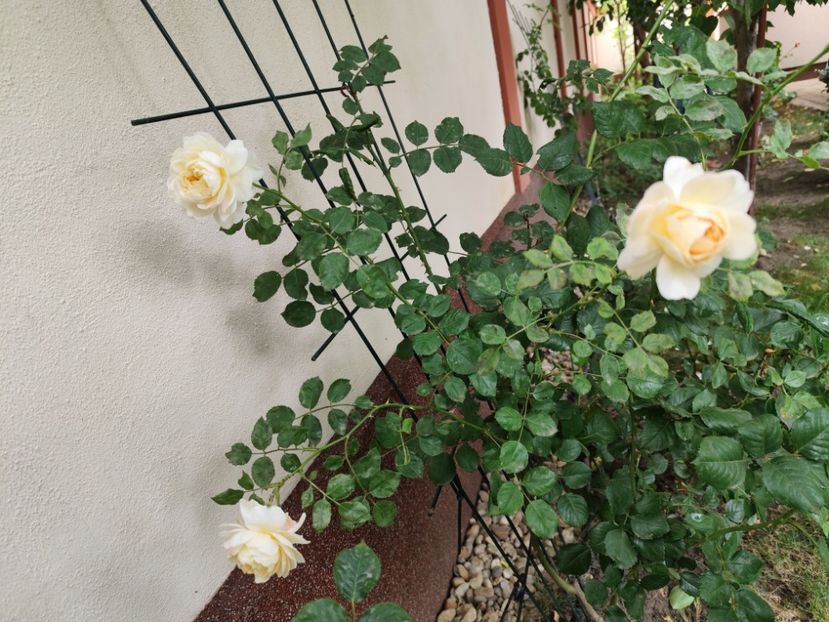  - Cum a evoluat gradina mea