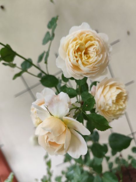  - Cum a evoluat gradina mea