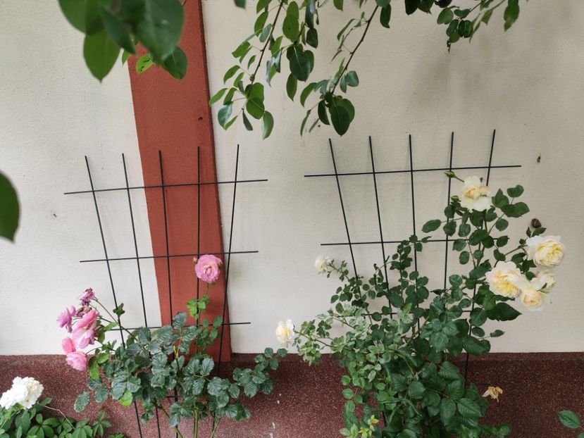  - Cum a evoluat gradina mea