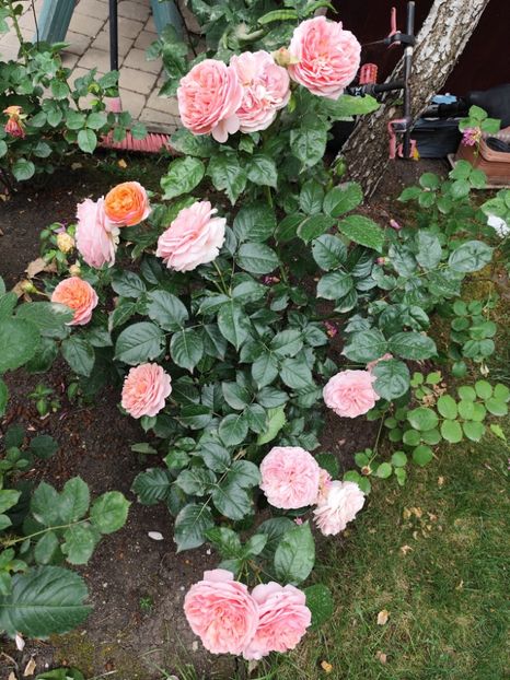  - Cum a evoluat gradina mea