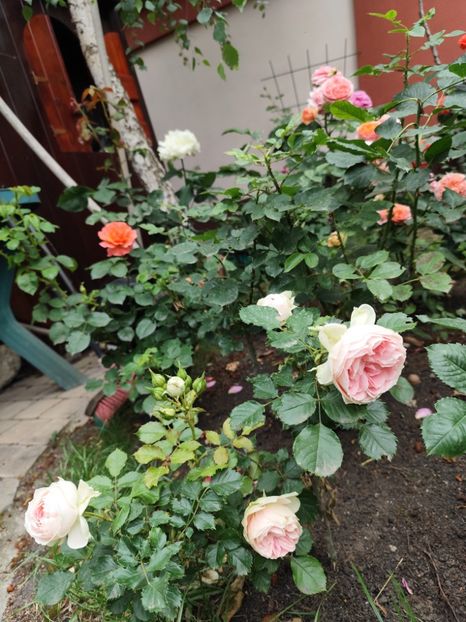  - Cum a evoluat gradina mea