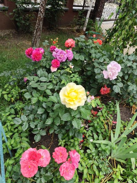  - Cum a evoluat gradina mea