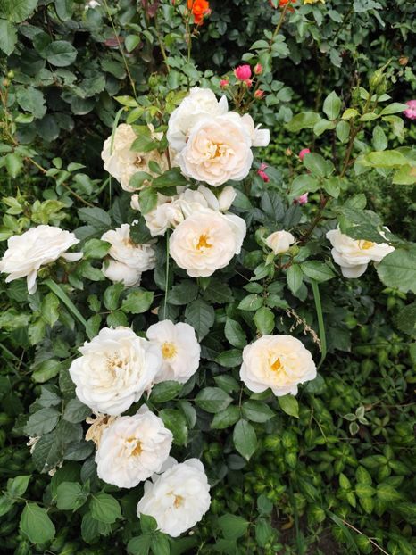  - Cum a evoluat gradina mea