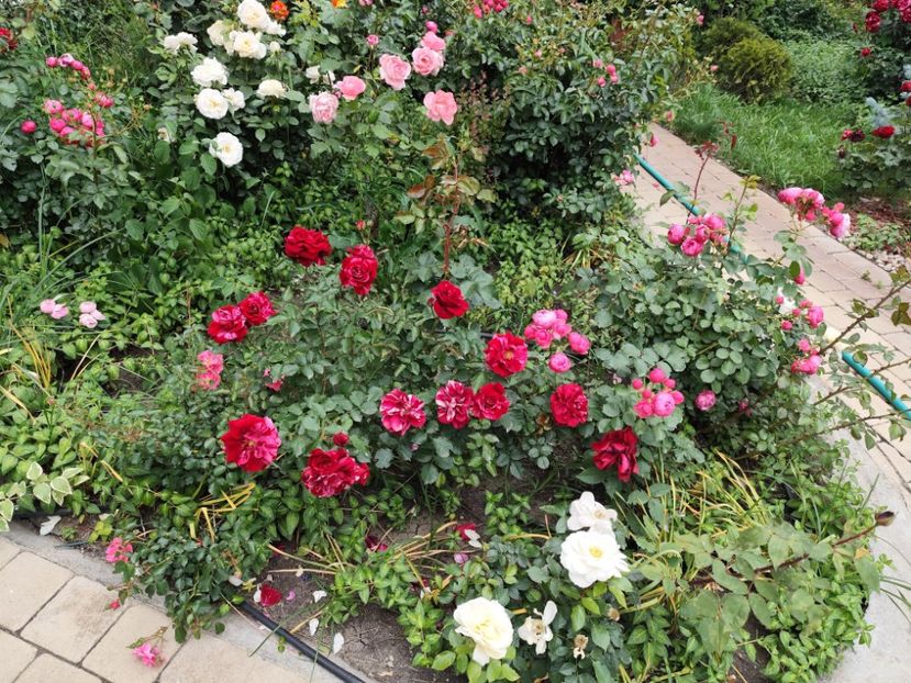  - Cum a evoluat gradina mea