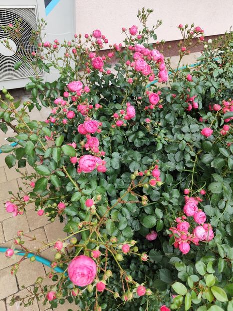  - Cum a evoluat gradina mea