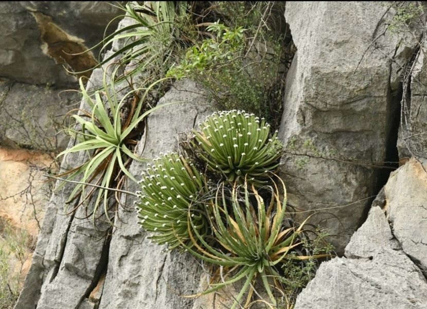  - Agave Albopilosa