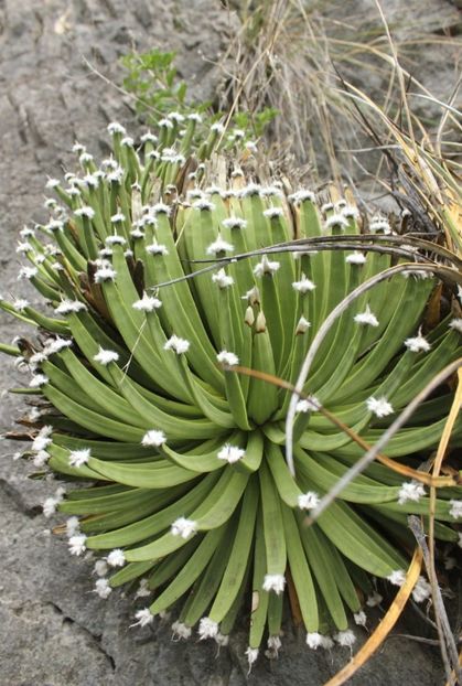  - Agave Albopilosa